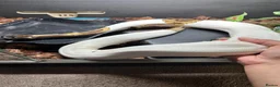 Python Snake reptiles for sale: Beautiful female Pied Royal python.  - Advert 1