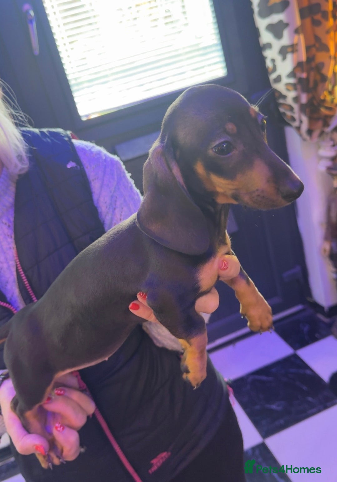 Dachshund dogs for sale: Dachshund puppy in Antrim - Image 2