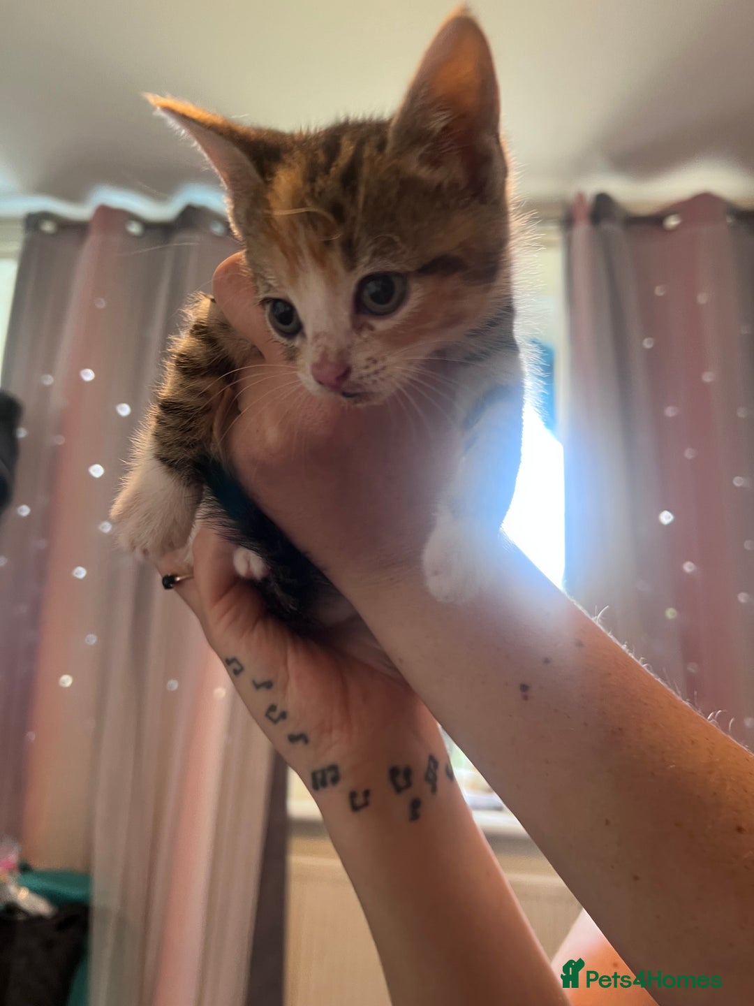 Mixed Breed cats for sale: Kittens  - Image 8