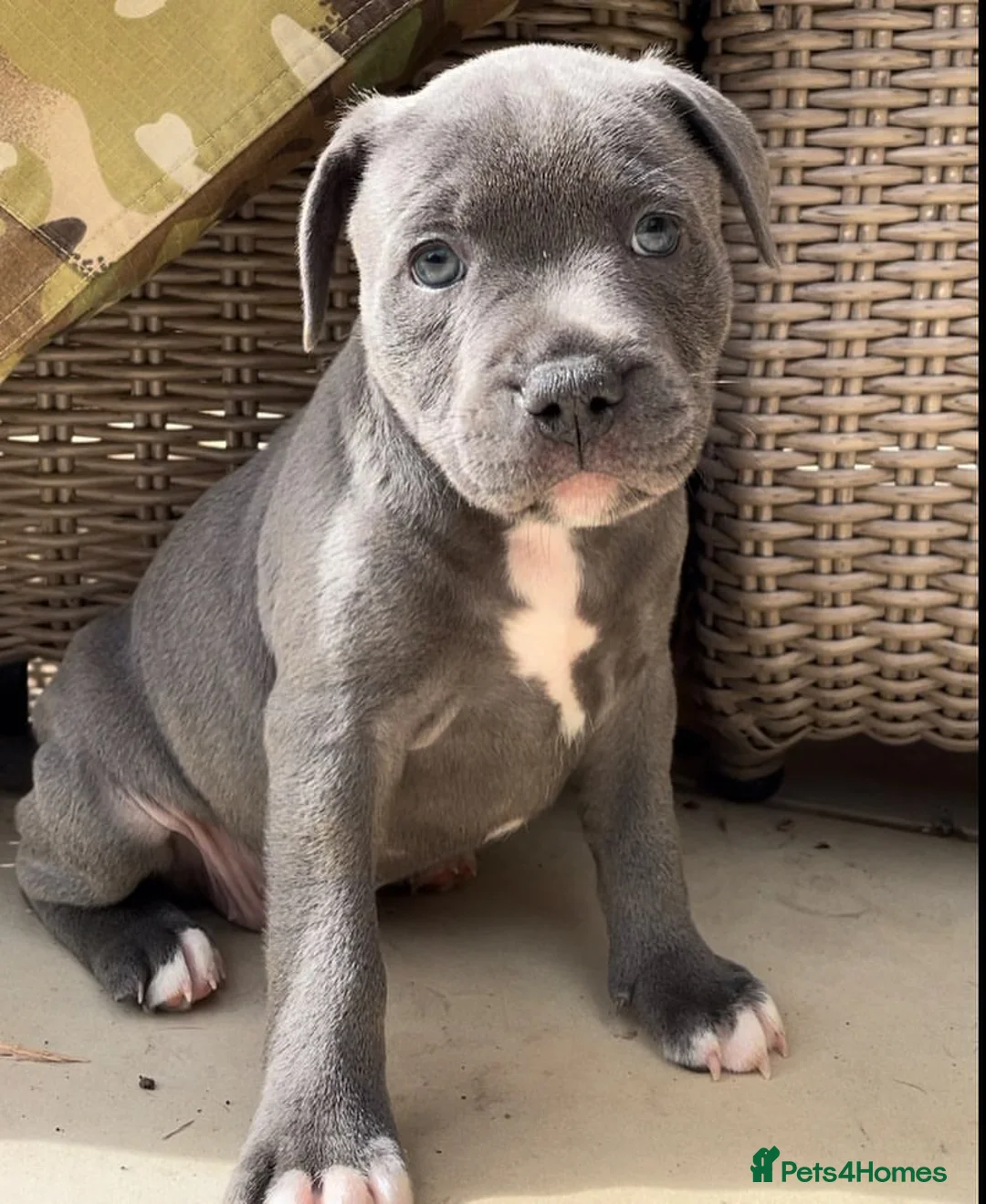 Staffordshire Bull Terrier dogs for sale: BEAUTIFUL PUPPIES  in Barnet - Advert 13