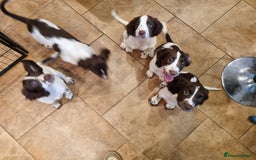 English Springer Spaniel dogs for sale: English springer spaniel puppies  - Image 28