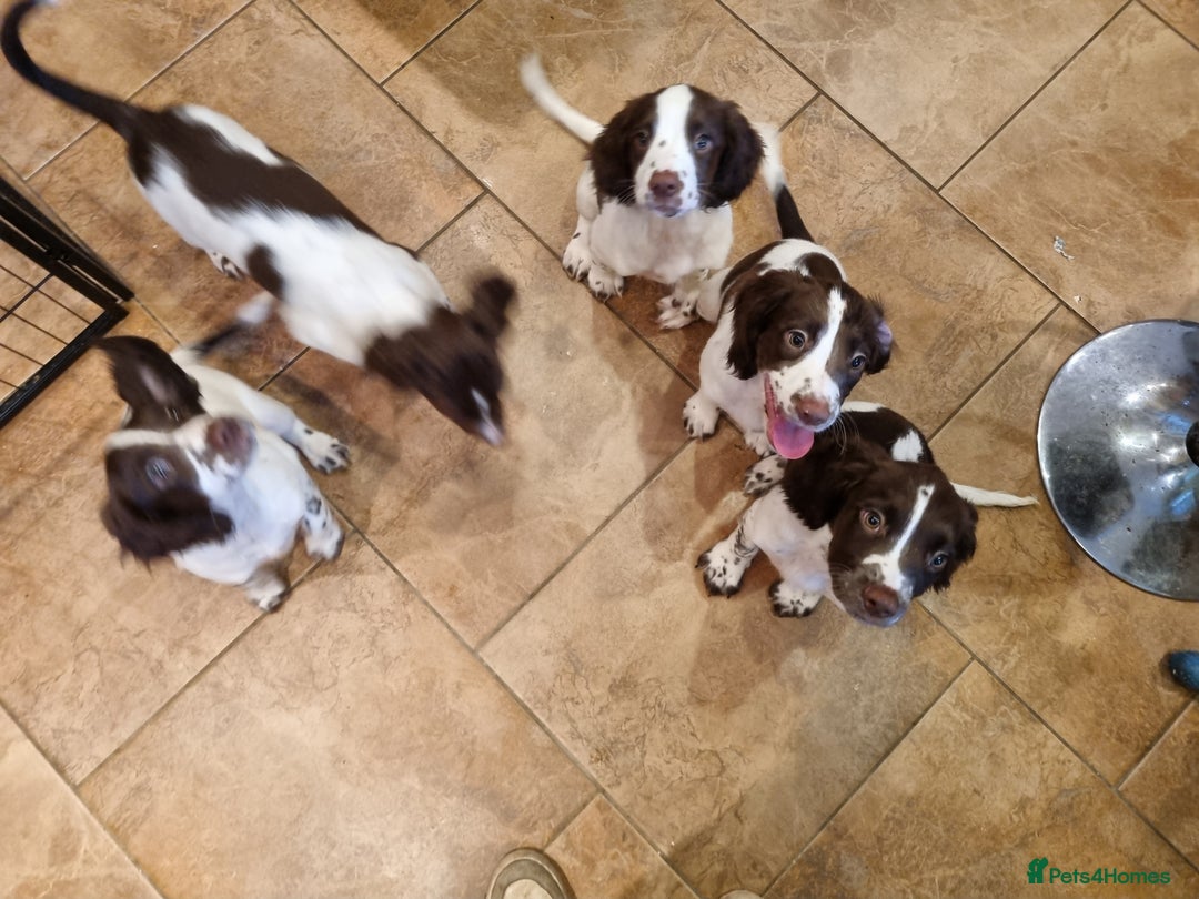 English Springer Spaniel dogs for sale: English springer spaniel puppies  - Image 28