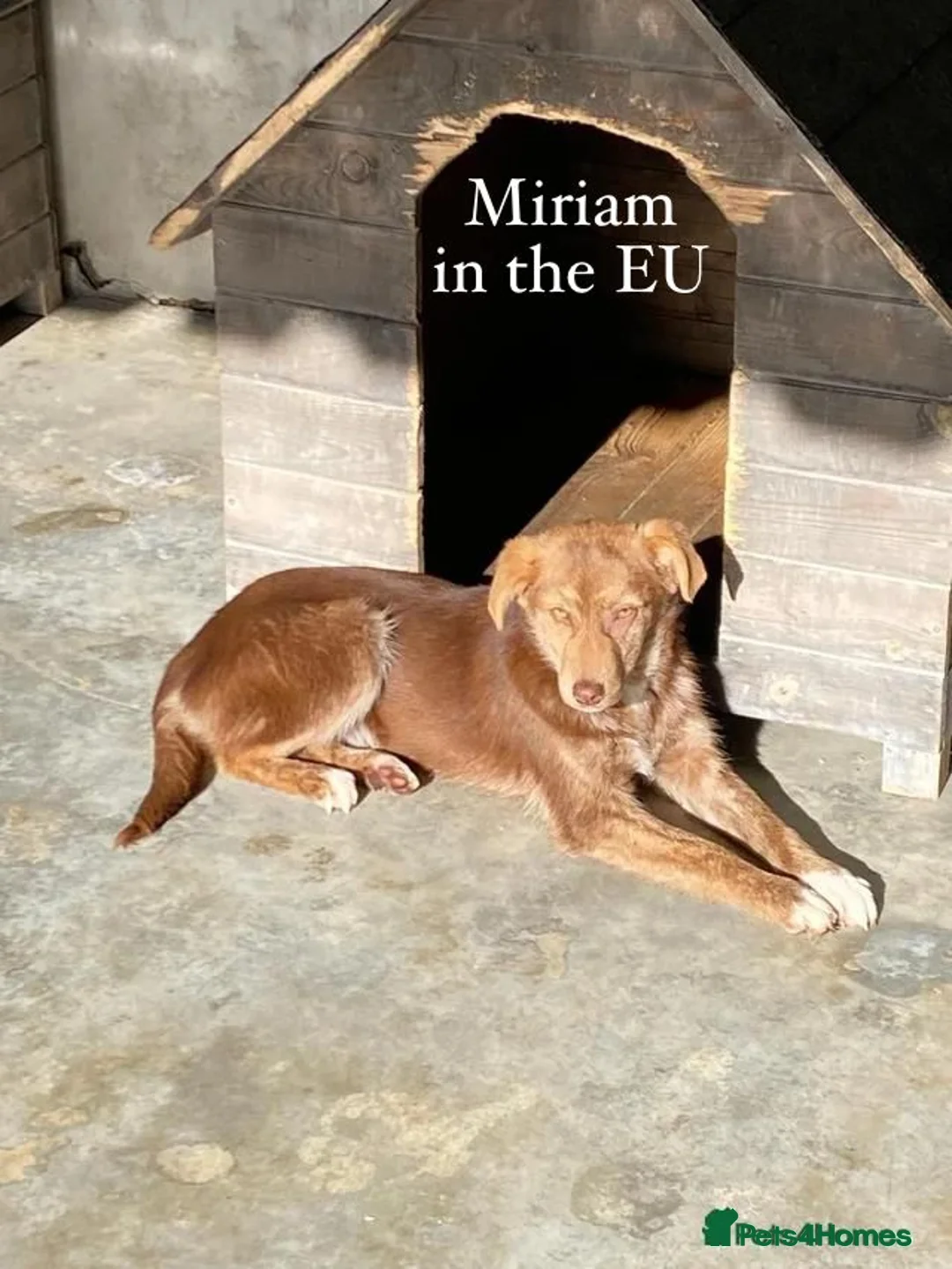 Mixed Breed dogs for adoption: Miriam, 14 months approx. Available for adoption.. - Advert 8