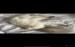 Ragdoll cats for sale: Beautiful female ragdoll  - Image 7