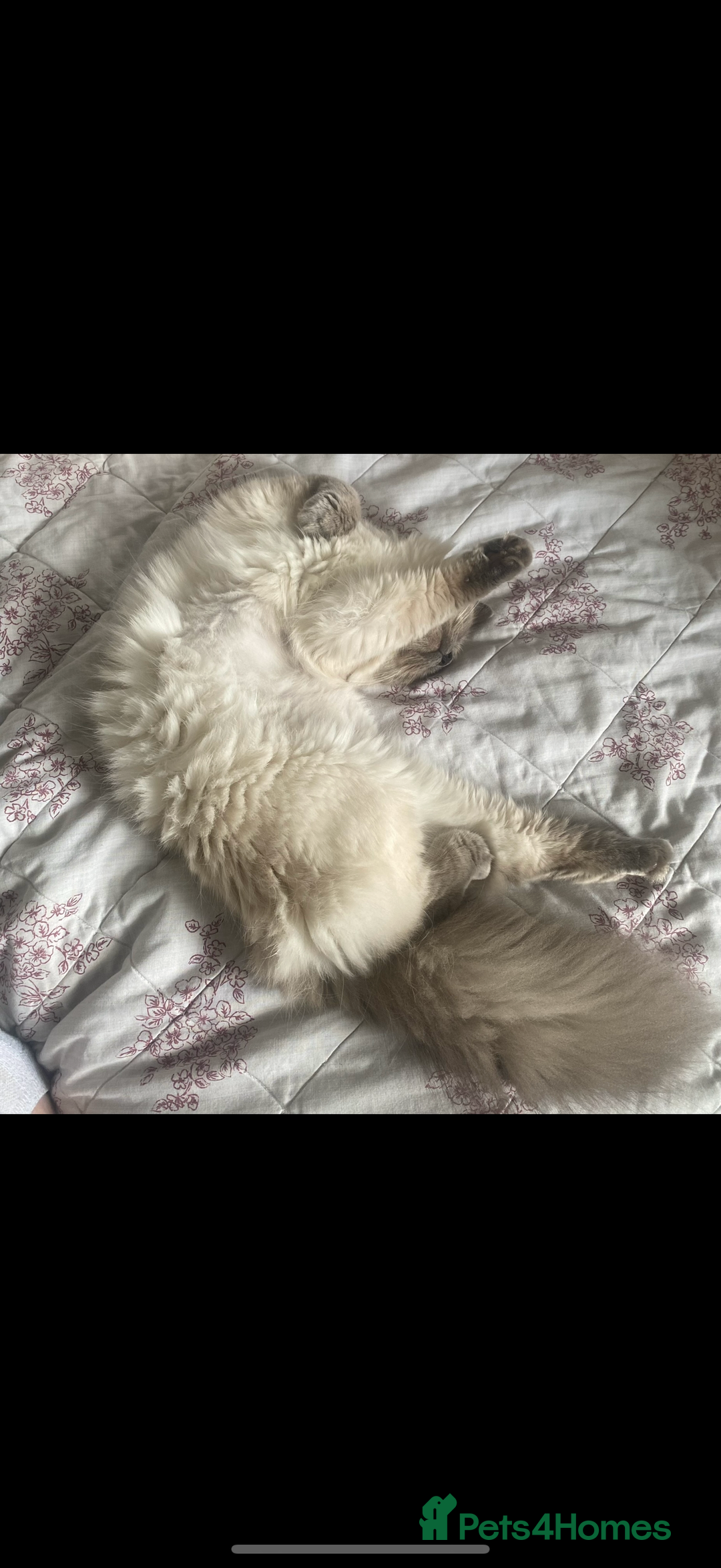 Ragdoll cats for sale: Beautiful female ragdoll  - Image 7