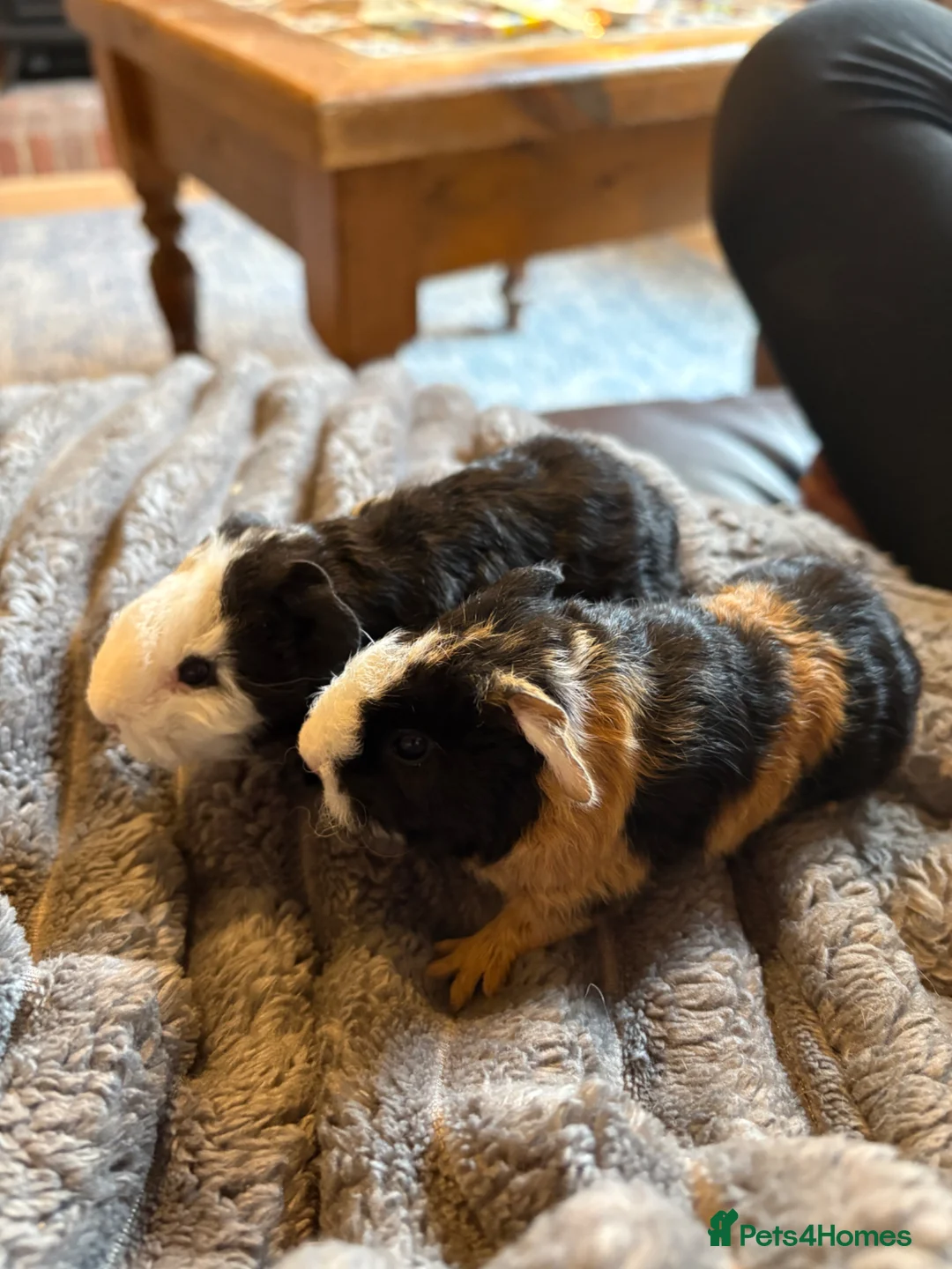 Guinea Pig rodents for sale: Baby guineas ready now. - Advert 3