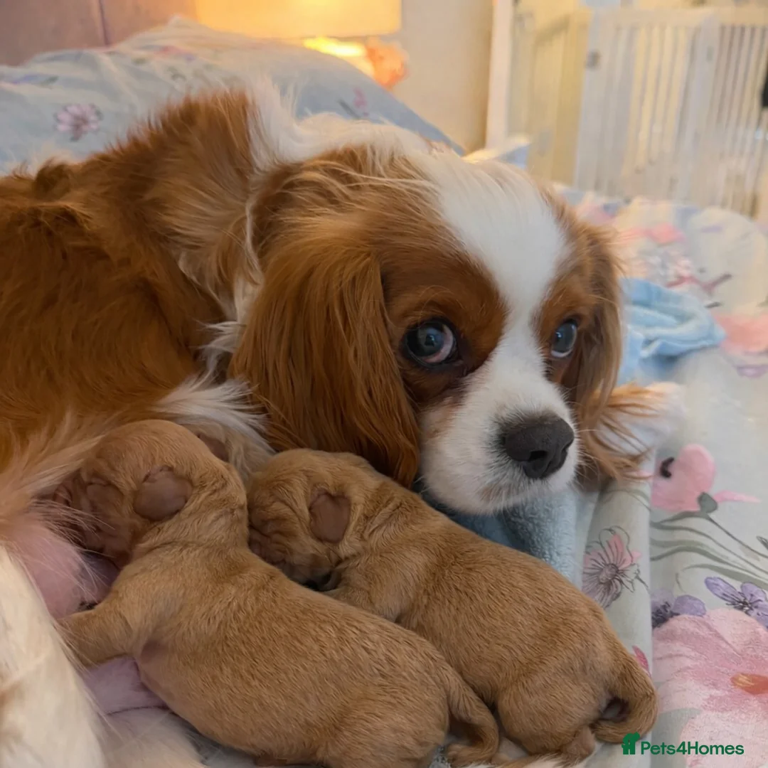 Cavapoo dogs for sale: Gorgeous Cavapoo F1 puppies - Advert 4
