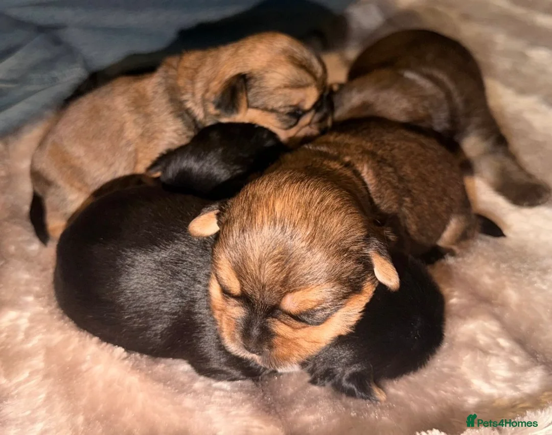 Yorkshire Terrier dogs for sale: Miniature Yorkshire Terriers - Advert 2