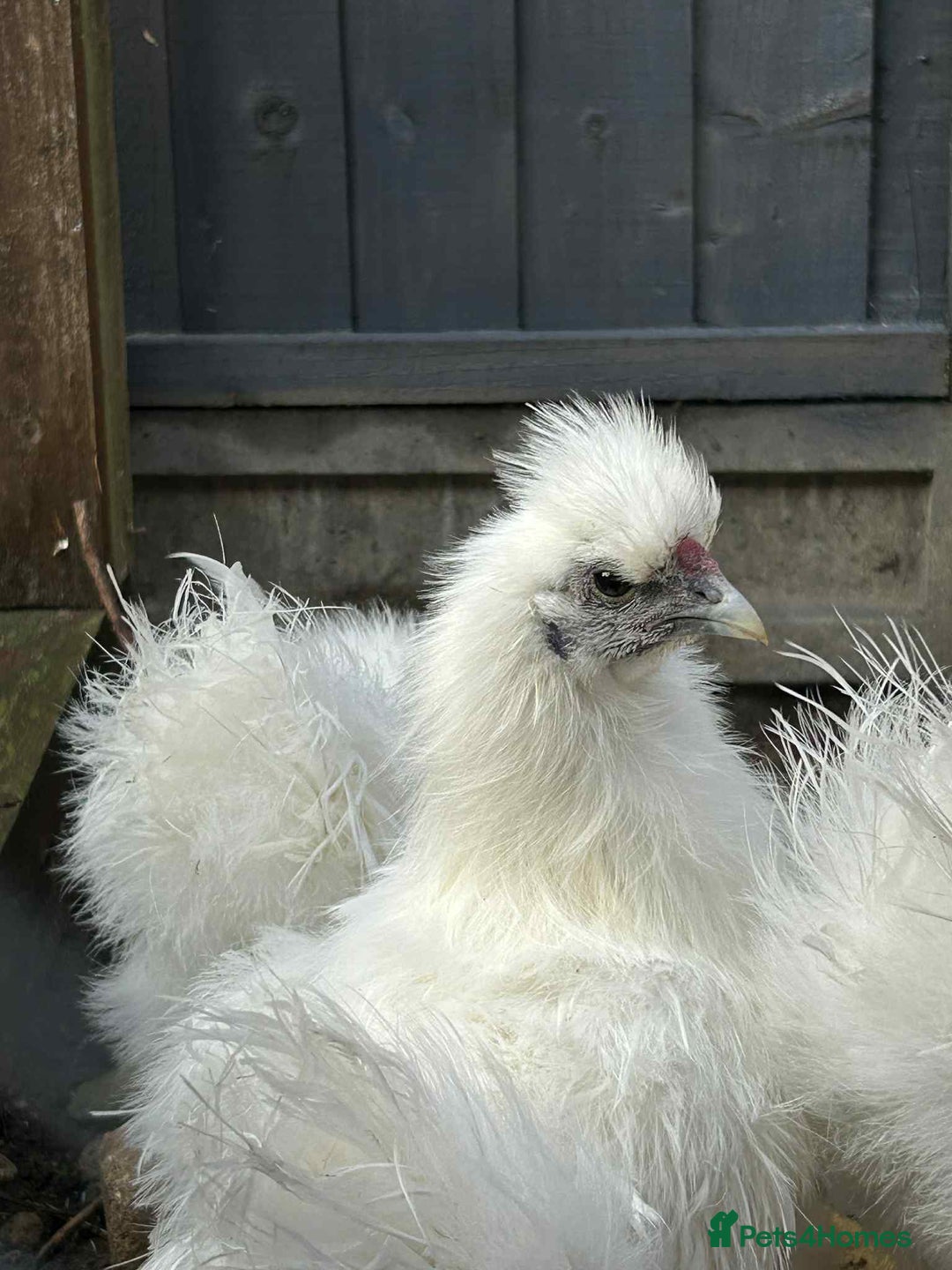Chickens poultry for sale: Silkie cockerels & unsexed grower - Advert 3