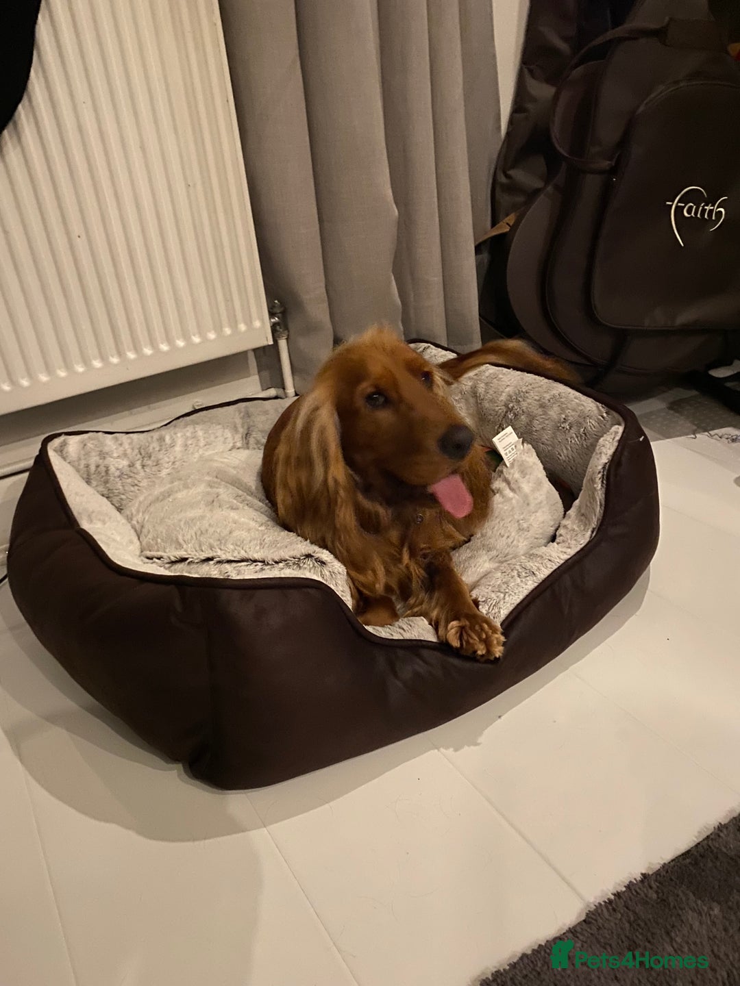 Cocker Spaniel dogs for sale: Beautiful show cocker - Advert 8