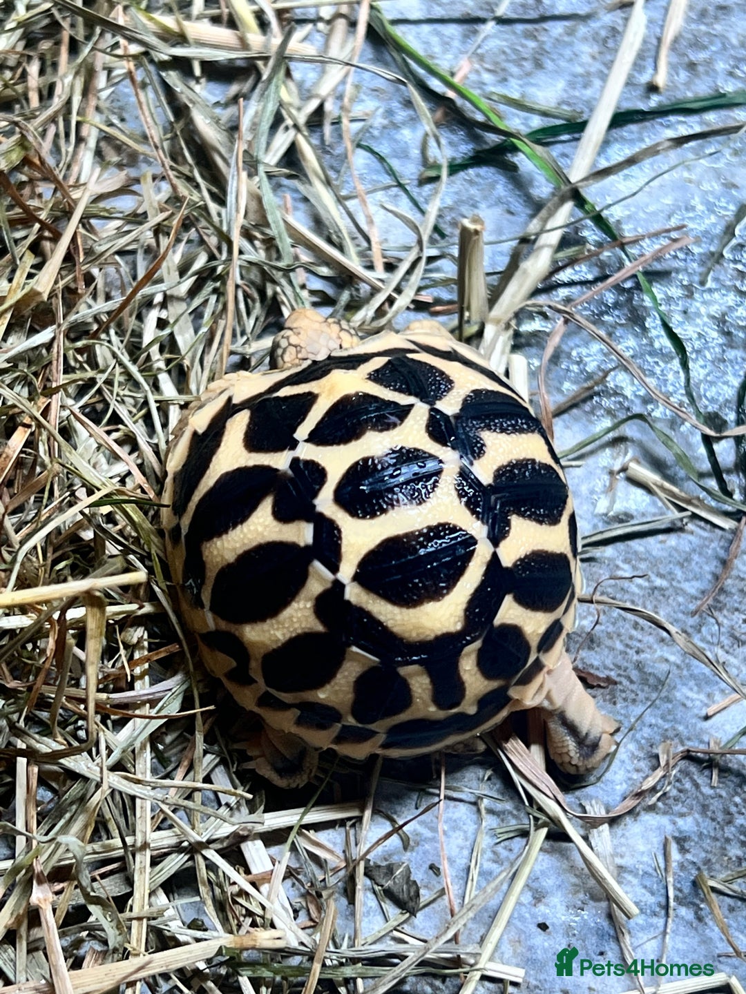 Tortoise reptiles for sale: CB25 indian star tortoise for sale - Advert 2