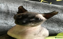 Sphynx cats for sale: Sphynx kittens  - Image 13