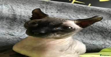 Sphynx cats - Advert 14
