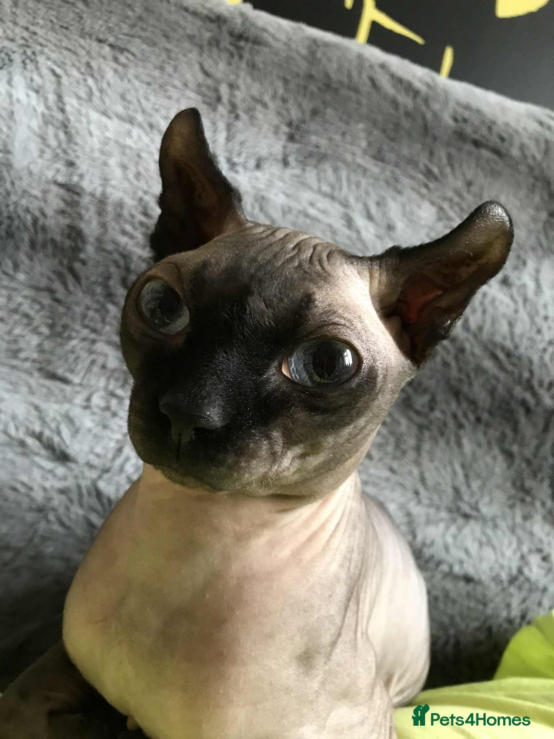Sphynx cats for sale: Sphynx kittens  - Image 13