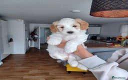 Cavapoo dogs for sale: 1 Female 4 Male - Image 15