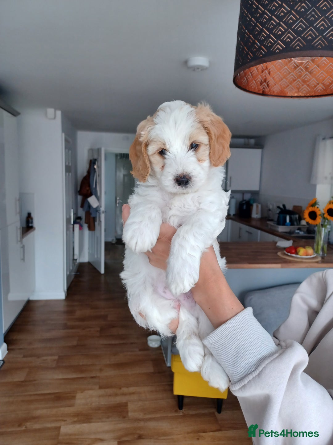 Cavapoo dogs for sale: 1 Female 4 Male - Image 15
