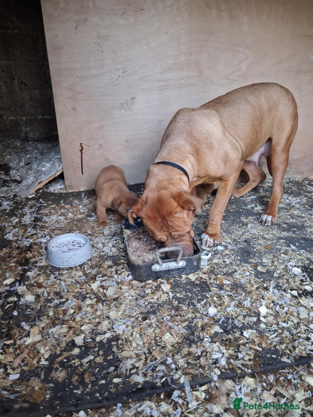 Dogue De Bordeaux dogs for sale: Dogue de bordeaux puppy - Advert 4