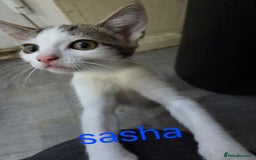 Mixed Breed cats for sale: 1 female , 2 male almost 14wks old  - Image 2