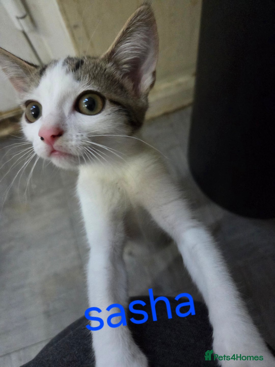 Mixed Breed cats for sale: 1 female , 2 male almost 14wks old  - Image 2