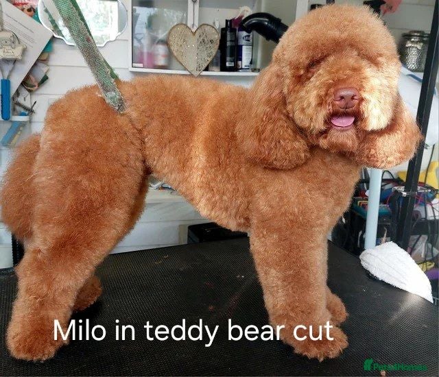 Miniature Poodle dogs Red Miniature poodle for STUD - Advert 1