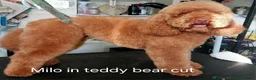 Miniature Poodle dogs for stud: Red Miniature poodle for STUD - Advert 1