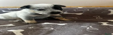 Australian Cattle Dog 5