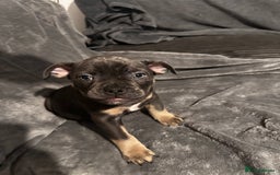Mixed Breed dogs for sale: 5 girls 4 boys french x American pocket bully - Image 6