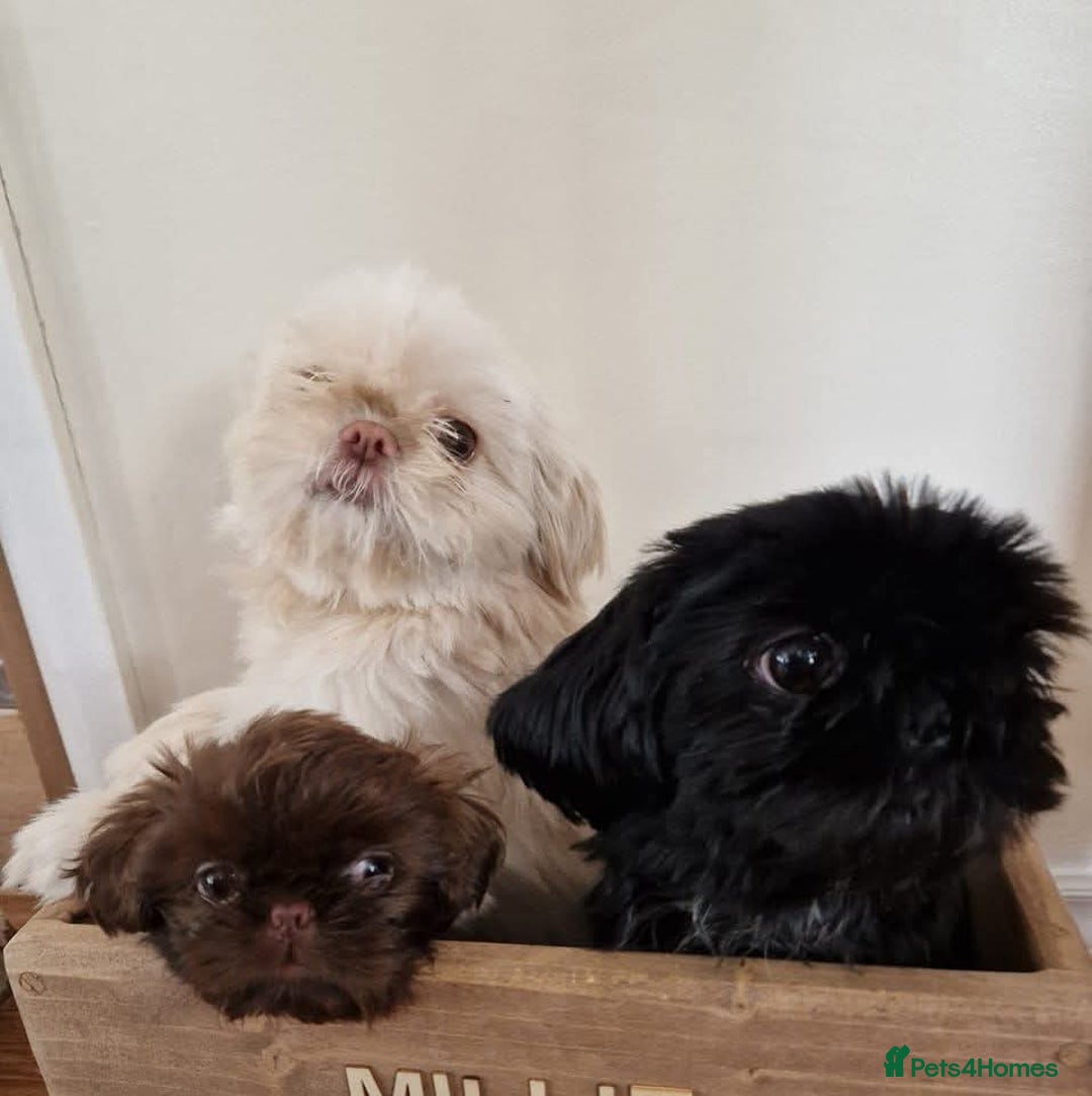 Shih Tzu dogs for sale: 6 Snow White Shih Tzu Pups.  - Image 17