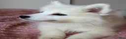 Samoyed dogs for sale: Exceptional Crufts-Line Samoyeds | Health Tested - Advert 15