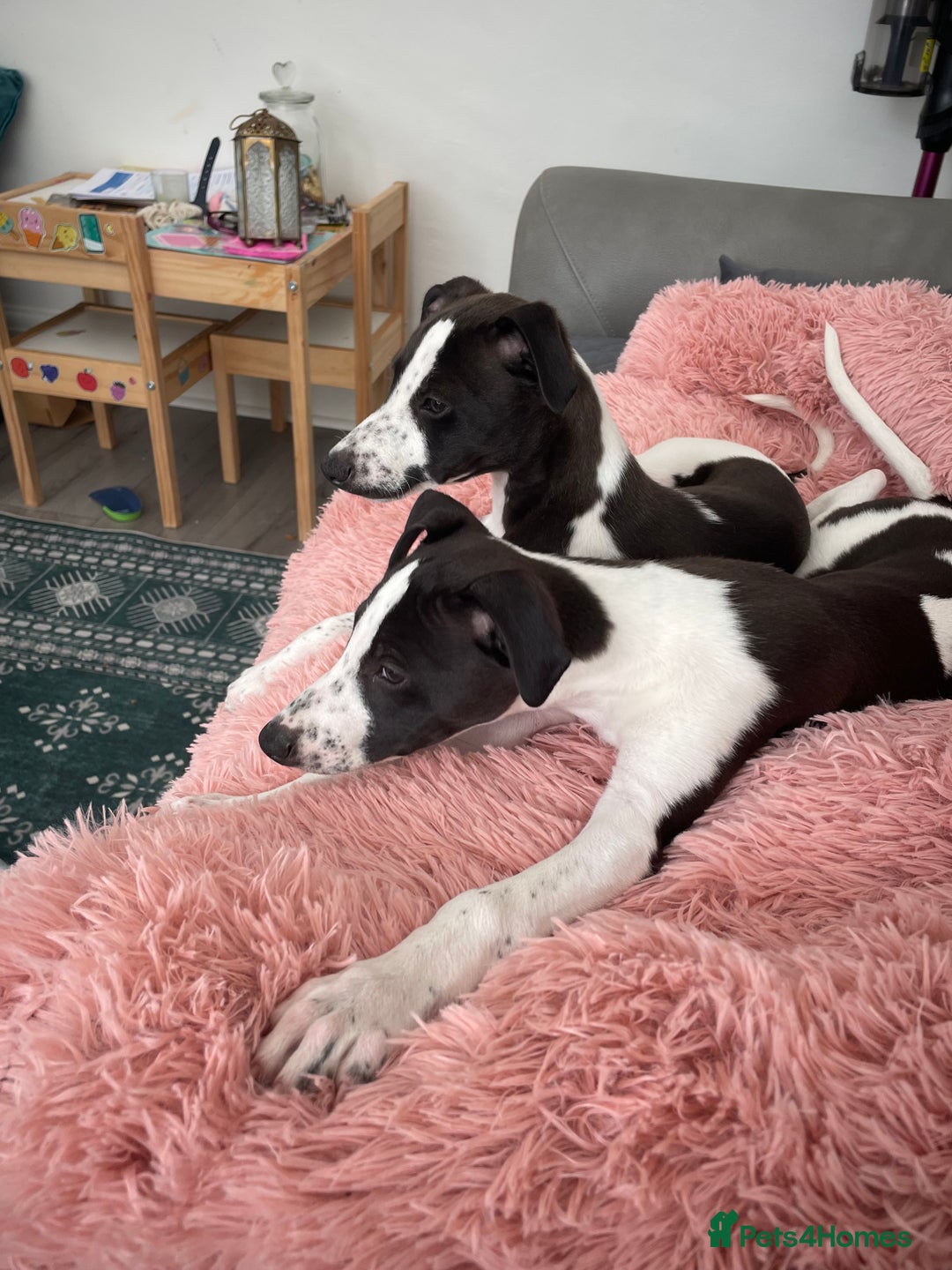 Whippet dogs for sale: KC Registered Whippet Puppies - Image 9