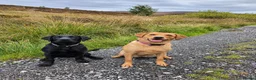Labrador Retriever dogs for sale: Beautiful Labrador - Advert 9