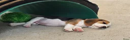 Beagle dogs for sale: Stunning KC Registered Beagle Pups- Ready 24.08.26 in Thirsk - Advert 32