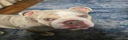 English Bulldog dogs for sale: English bulldog   - Advert 4