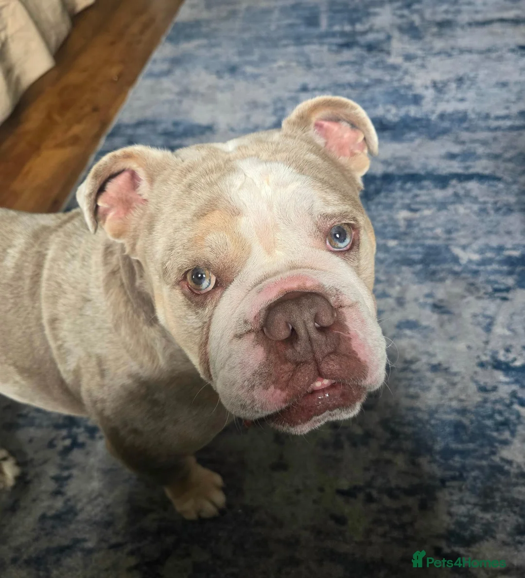 English Bulldog dogs for sale: English bulldog   - Advert 4