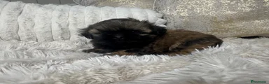 Shih Tzu 3
