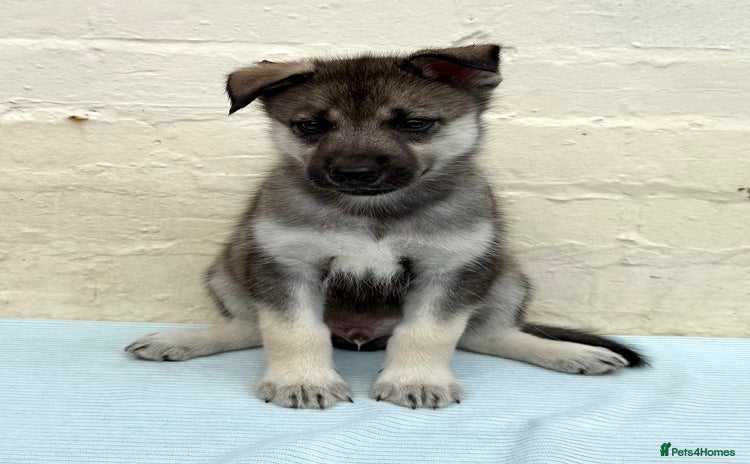 Siberian Husky dogs - Advert 6