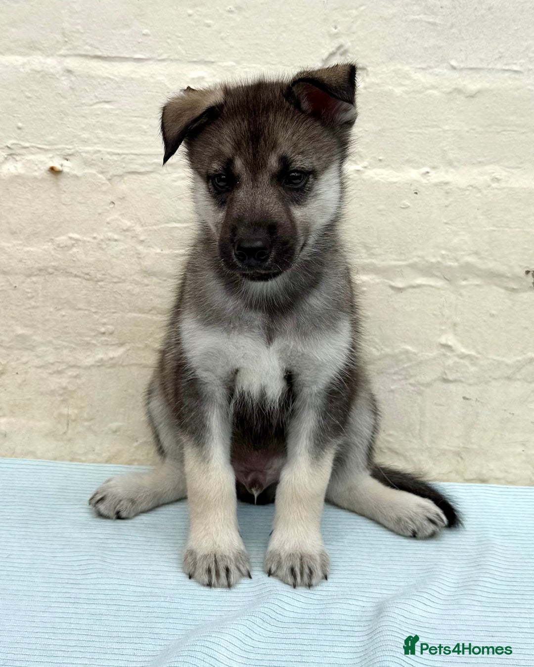 Siberian Husky dogs for sale: Kc Registered Agouti Male Puppy - Image 1