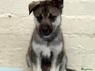 Siberian Husky dogs - Advert 9