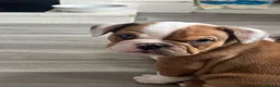 English Bulldog dogs for sale: ‼️REDUCED ready now dwkc english bulldogs‼️ - Advert 2