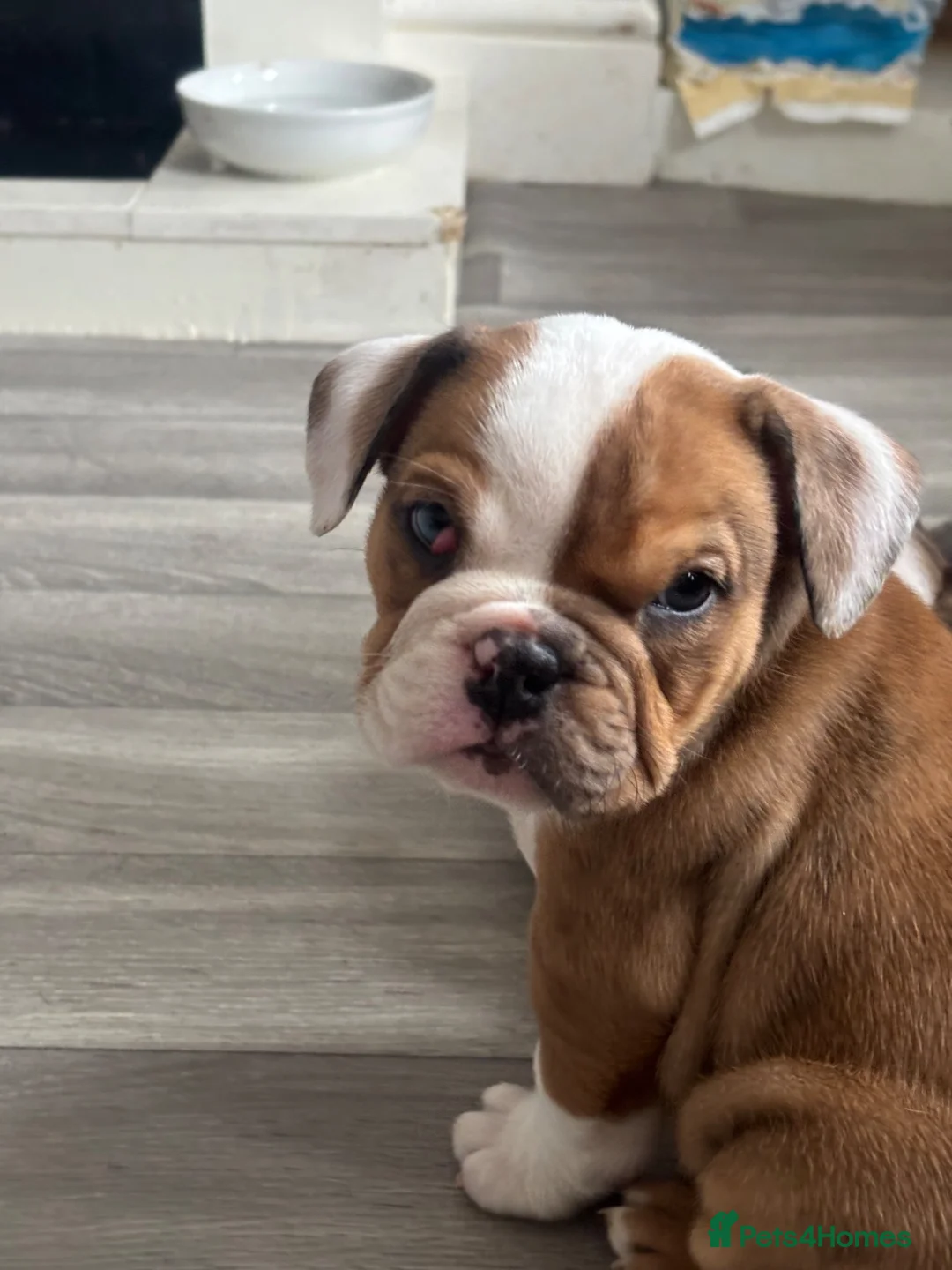 English Bulldog dogs for sale: ‼️REDUCED ready now dwkc english bulldogs‼️ - Advert 2