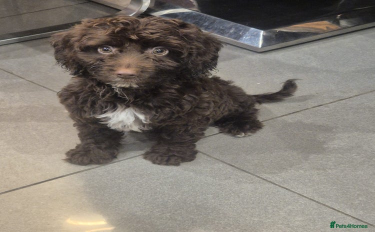 Cockapoo dogs - Advert 10