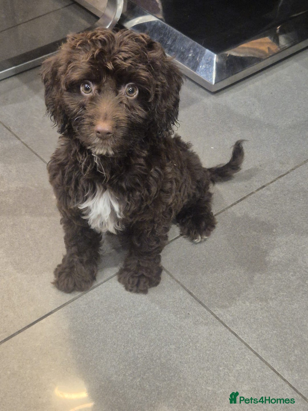 Cockapoo dogs for sale: Last f1B girl ready now - Image 1