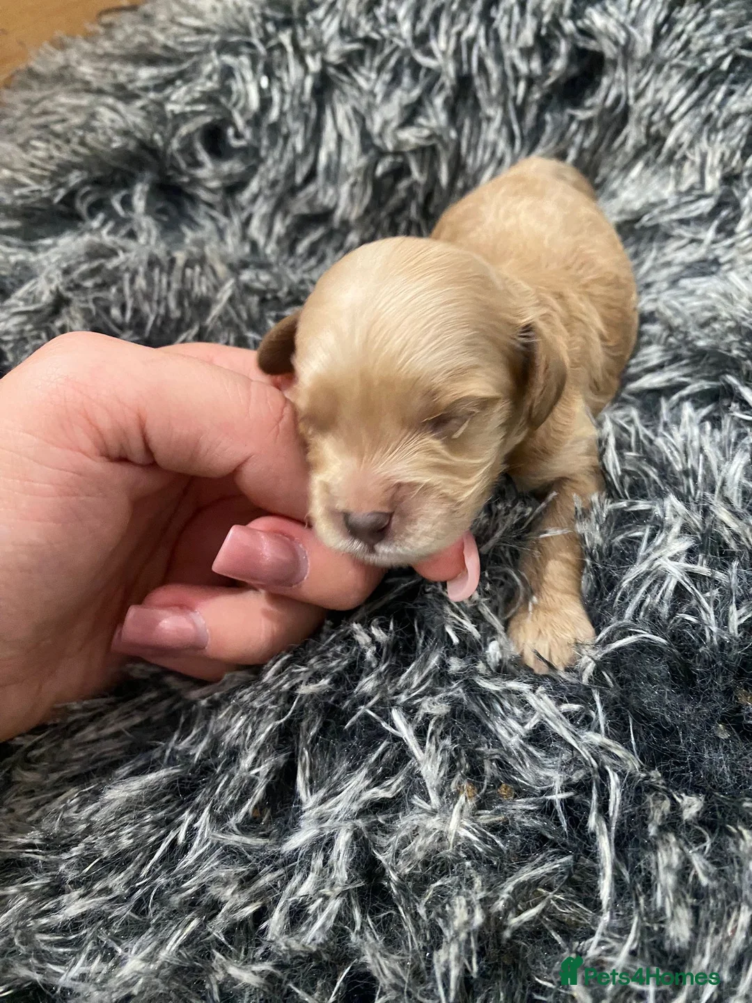 Cavapoo dogs for sale: F1 miniature cavapoo puppies - Advert 5
