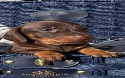 Miniature Dachshund dogs for stud: 🔥For stud proven miniature dachshund🔥   in Windsor - Image 33