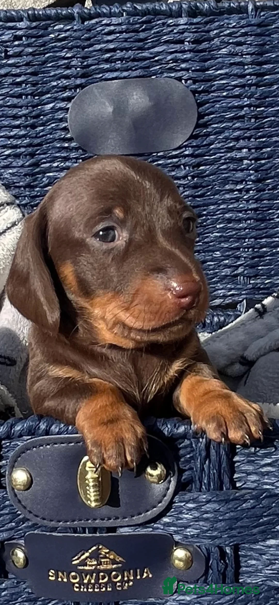 Miniature Dachshund dogs for stud: 🔥For stud proven miniature dachshund🔥   in Windsor - Advert 33