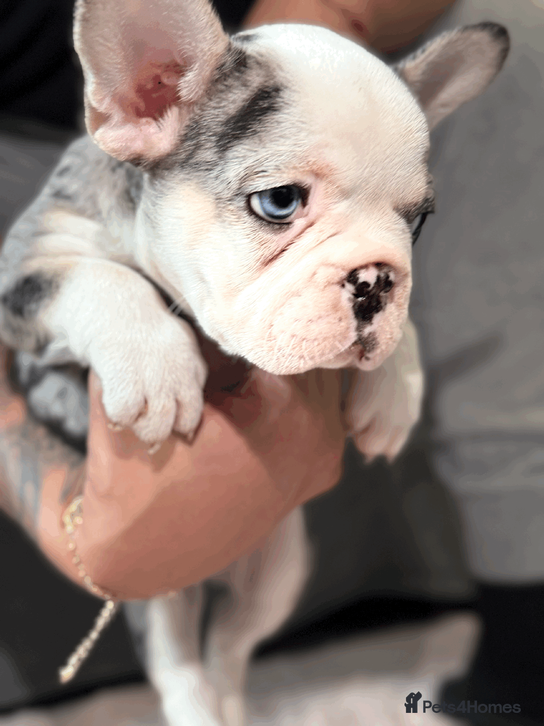 French Bulldog dogs for sale: French Bulldog Puppies for Sale Top Quality,  - Image 13