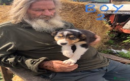 Border Collie dogs for sale: Traditional rough coated Border collie pups - Image 8