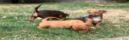 Jack Russell dogs for sale: Three gorgeous jack russell pups  - Advert 6