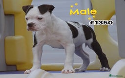 English Bulldog dogs for sale: 23 years experienced 5⭐️Rated Licensed,  - Advert 7