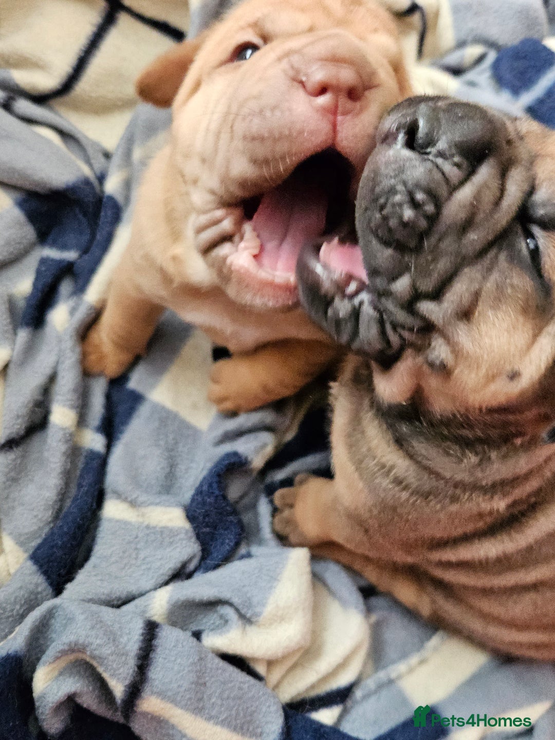 Shar Pei dogs for sale: Shar Pei puppies (READY TO GO NOW) - Image 9